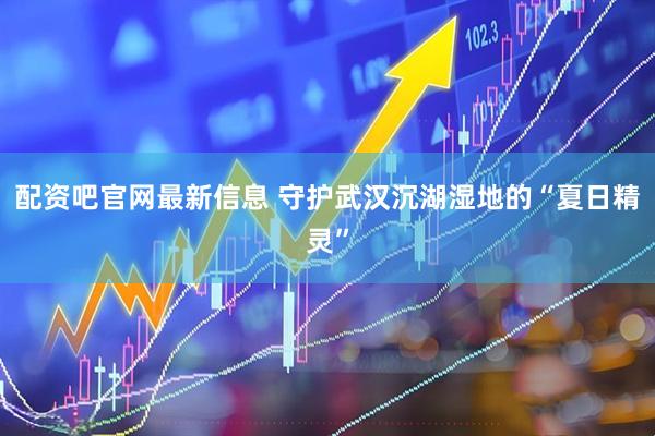 配资吧官网最新信息 守护武汉沉湖湿地的“夏日精灵”